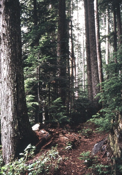 North Cascade woods September 1968