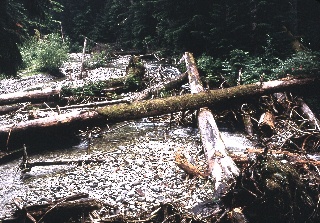 Creek along the trail North Cascades September 1968